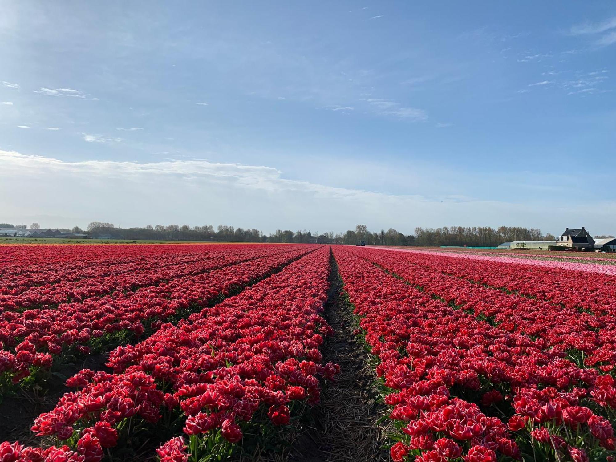 Het Oude Raadhuis Noordwijkerhout Dış mekan fotoğraf